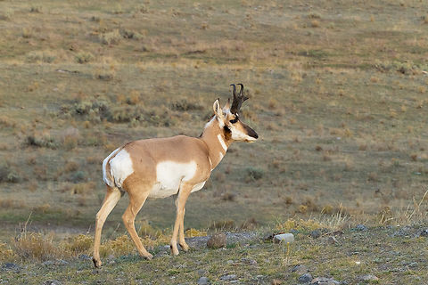 Pronghorn antelope buck  Antilocapra americana,Fall,Geotagged,Pronghorn,United States