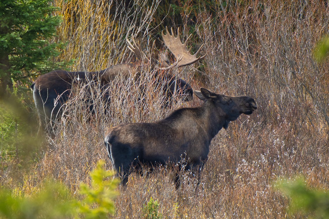 Attentive mate He had no intention of letting her out of his sight...  Alces alces,Fall,Geotagged,Moose,United States