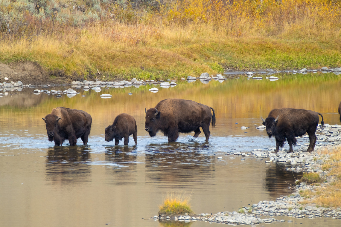 River crossing the river was calm and shallow at this time of the year<br />
Bison are probably the easiest animals to see in Yellowstone. At this point in time there are around 4,300 bison in the park - all descended from only 23 individuals that survived the hunting and purges of the late 1800's. At one point in time there were 30 million bison in the US. Today there are around 500,000. The herds in Yellowstone are the only ones that were never completely wiped out and re-introduced. This is part of the northern range herd that occupies the Lamar Valley. This is the same area that wolves were reintroduced into. I believe there was wolf activity in this area earlier in the morning (judging from the large crowds..) but we declined to join the fray. When we were there someone with a spotting scope showed me a clump of trees that had wolf pups under them. I think I may have seen some shilloutes of ears...  American bison,Bison bison,Fall,Geotagged,United States