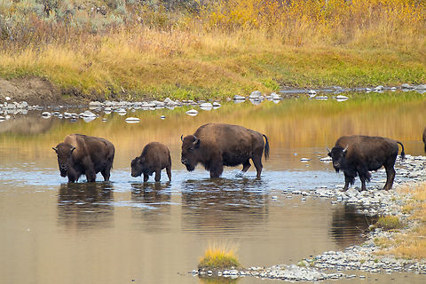 River crossing the river was calm and shallow at this time of the year
Bison are probably the easiest animals to see in Yellowstone. At this point in time there are around 4,300 bison in the park - all descended from only 23 individuals that survived the hunting and purges of the late 1800's. At one point in time there were 30 million bison in the US. Today there are around 500,000. The herds in Yellowstone are the only ones that were never completely wiped out and re-introduced. This is part of the northern range herd that occupies the Lamar Valley. This is the same area that wolves were reintroduced into. I believe there was wolf activity in this area earlier in the morning (judging from the large crowds..) but we declined to join the fray. When we were there someone with a spotting scope showed me a clump of trees that had wolf pups under them. I think I may have seen some shilloutes of ears...  American bison,Bison bison,Fall,Geotagged,United States