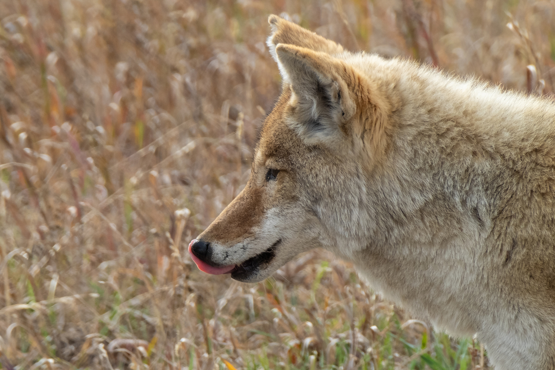 Yellowstone coyote  Canis latrans,Coyote,Fall,Geotagged,United States