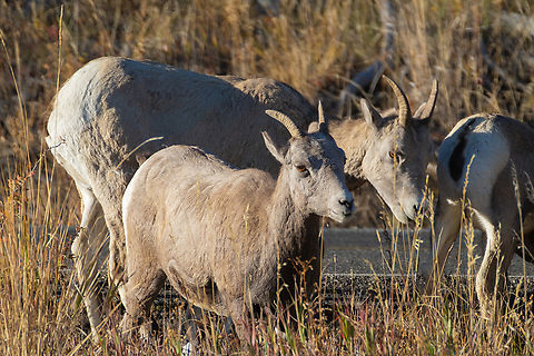 Big Horn Sheep they were hanging around in this area all day.. there in the morning and in the evening when we came back through. Bighorn sheep,Fall,Geotagged,Ovis canadensis,United States