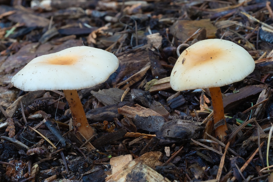 Gymnopus dryophilus it appears that this a species complex, some might call this Gymnopus aquosa, but from what I can tell that isn&#039;t an accepted species here in the states. Fall,Geotagged,Gymnopus dryophilus,Oak-loving Gymnopus,United States