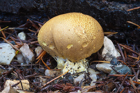 yellow earthball same spot as last year, but better specimens  Fall,Geotagged,Scleroderma laeve,United States