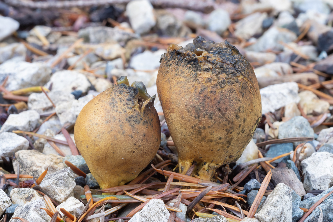 yellow earthballs - mature specimens  Fall,Geotagged,Scleroderma laeve,United States