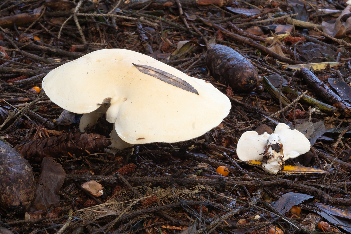 large white leucopaxillus  Fall,Geotagged,Leucopaxillus albissimus,United States