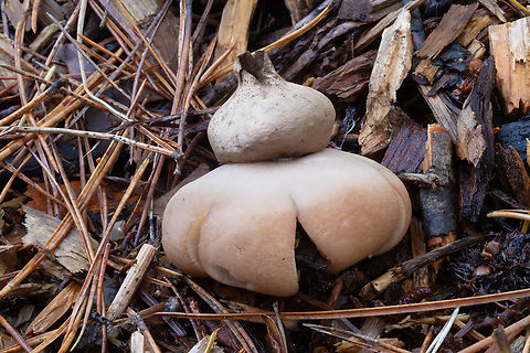 rosy earthstar different from Geastrum saccatum in that it has pinkish hues to the interior of the rays and the 'ball' is on a short stalk. These were growing in clumps in a big pile of mixed wood chips/waste from the park's pruning efforts Fall,Geastrum rufescens,Geotagged,United States
