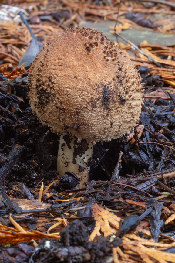 young freckled dapperling Very fragile in the rain we&#039;ve been getting. The mature mushrooms were all fallen over and squishy Fall,Geotagged,Lepiota aspera,United States