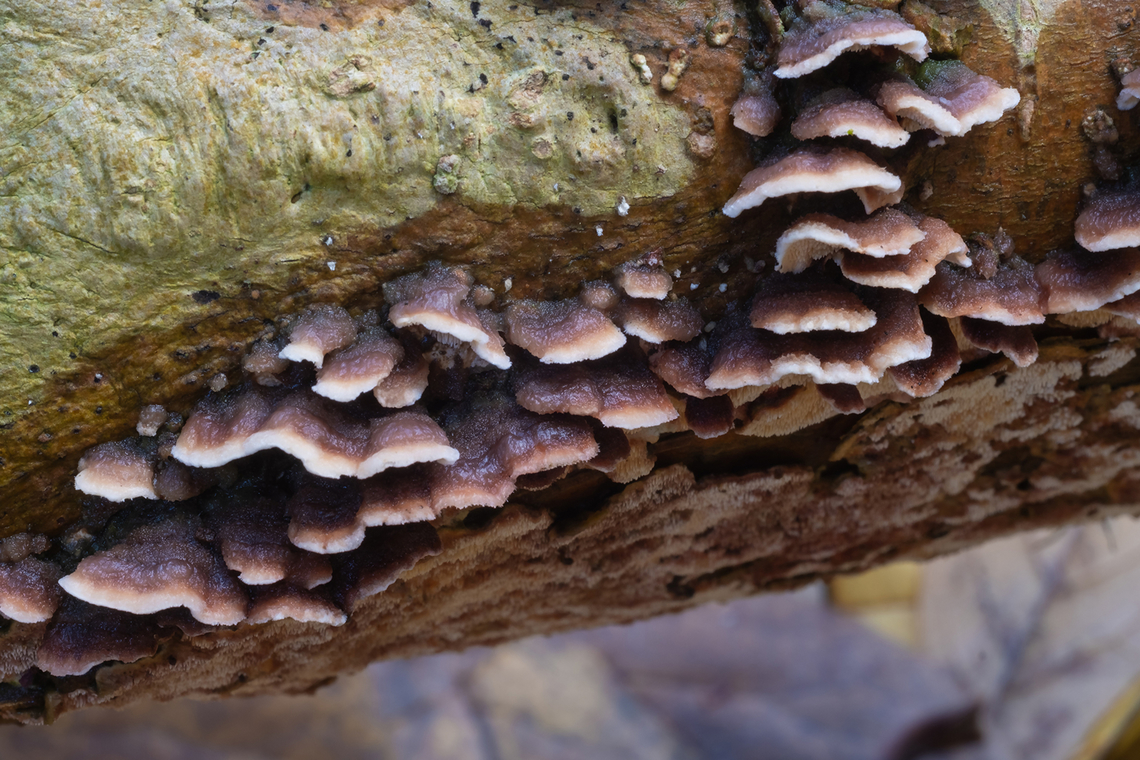 purplish brown polypore  Fall,Geotagged,United States