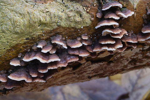 purplish brown polypore  Fall,Geotagged,United States
