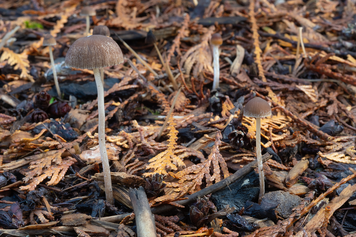 Psathyrella sp. very common, but not distinctive enough to ID with a photo Fall,Geotagged,United States