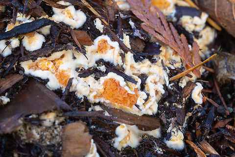 fuzzy bordered jelly fungus  Fall,Geotagged,Leucogyrophana pseudomollusca,United States