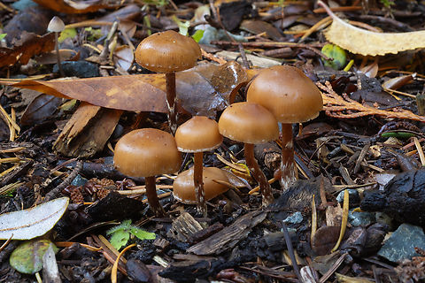 Kuehneromyces lignicola  Fall,False Funeral Bell,Geotagged,Pholiota lignicola,United States