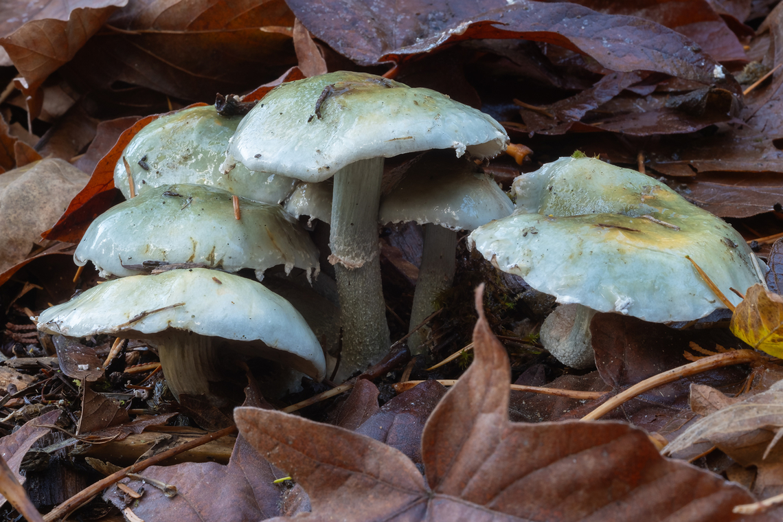 Stropharia caerulea prettier dark cyan when buttons.. but this is the first time I&#039;ve spotted this species in the area, so cool nonetheless Blue roundhead,Fall,Geotagged,Stropharia caerulea,United States