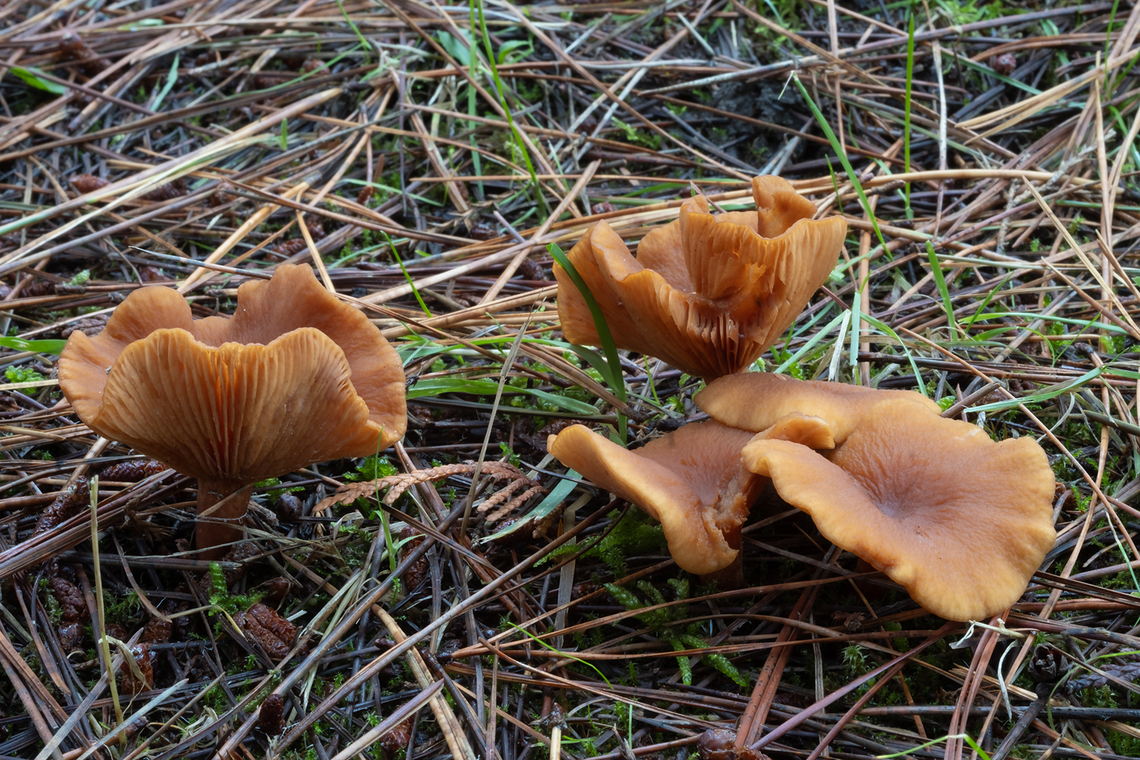 drab laccaria  Fall,Geotagged,Laccaria laccata,United States,Waxy laccaria