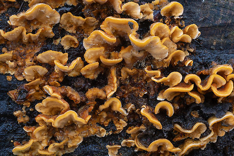 false turkey tails  Fall,Geotagged,Hairy Curtain Crust,Stereum hirsutum,United States