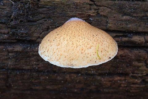 the soft slipper  Crepidotus mollis,Fall,Geotagged,Soft Slipper,United States
