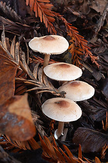 stinky dapperling  Fall,Geotagged,Lepiota cristata,Stinking Dapperling,United States
