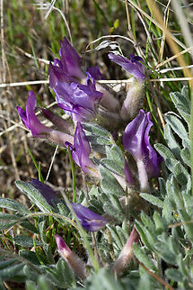 milk vetch  Astragalus inflexus,Geotagged,Spring,United States,bent milk-vetch