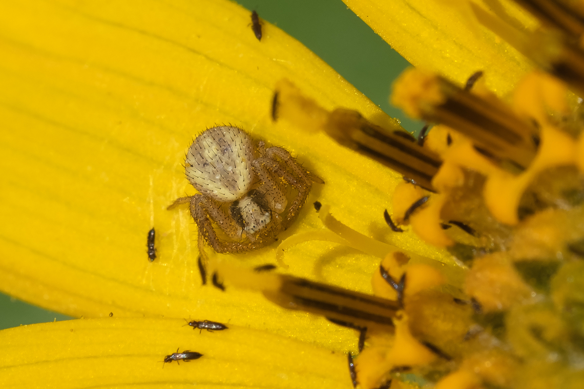 likely Mecaphesa sp. crab spider hairy crab spiders - lateral eyes facing sideways and backwards (per another photo) Geotagged,Spring,United States