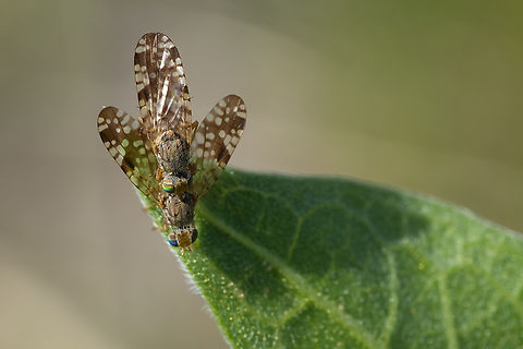 Tephrid fruit flies mating  Geotagged,Neotephritis finalis,Spring,Sunflower Seed Maggot,United States