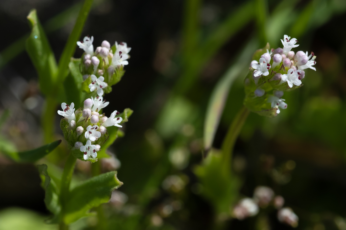 White plectritis  Geotagged,Plectritis macrocera,Spring,United States,White plectritis