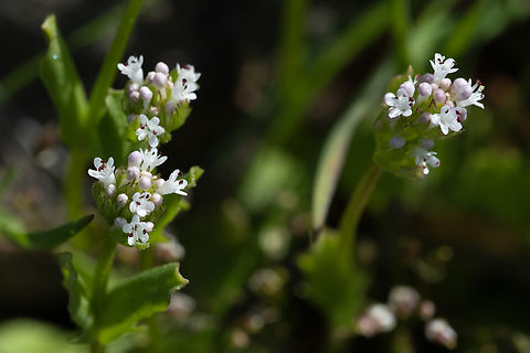 White plectritis  Geotagged,Plectritis macrocera,Spring,United States,White plectritis
