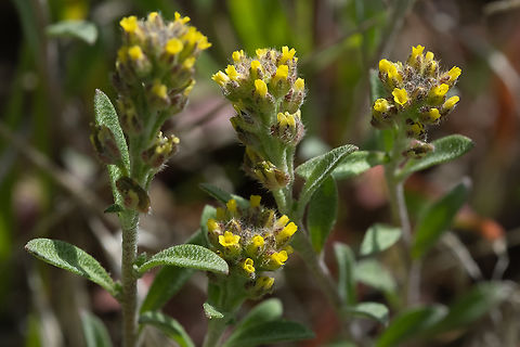 desert madwort introduced Alyssum desertorum,Desert madwort,Geotagged,Spring,United States