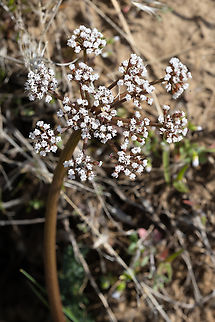 Biscuitroot  Canby's Biscuitroot,Geotagged,Geyer's biscuitroot,Lomatium canbyi,Lomatium geyeri,Spring,United States
