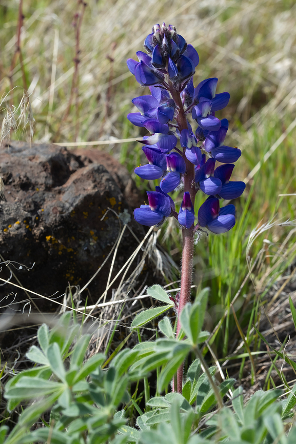 Rock lupine  Geotagged,Lupinus saxosus,Spring,United States
