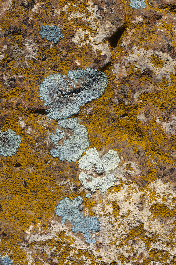 Desert Firedot lichen  Geotagged,Golubkovia,Golubkovia trachyphylla,Spring,United States