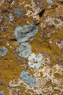 Desert Firedot lichen  Geotagged,Golubkovia,Golubkovia trachyphylla,Spring,United States