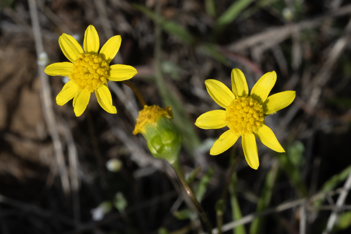 Spring gold  Crocidium multicaule,Geotagged,Spring,Spring Gold,United States