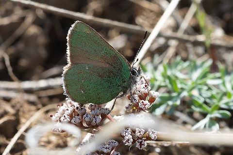 western green hairstreak - a little worse for the wear  Callophrys augustinus,Geotagged,Spring,United States,Western green hairstreak