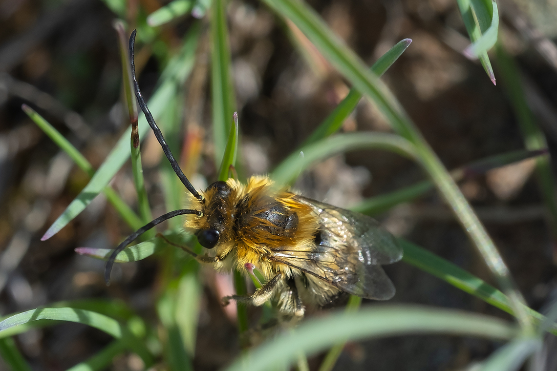 Eucerini - Long horn digger bee still wet from morning dew Geotagged,Spring,United States