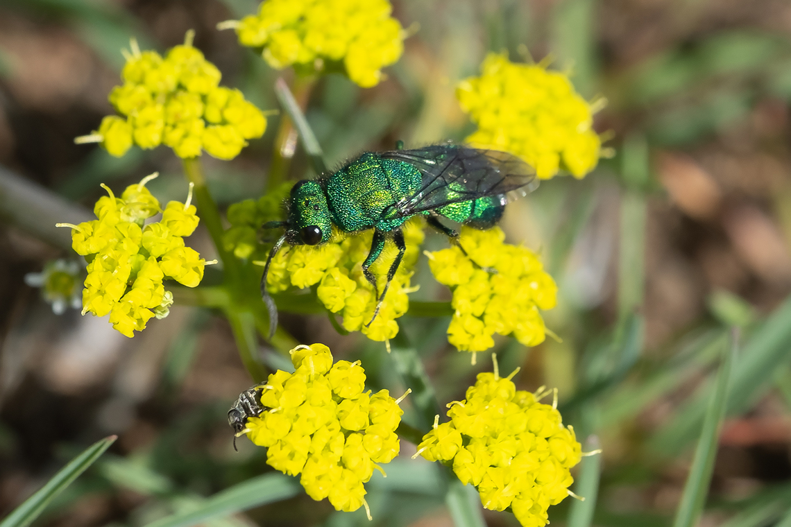 metallic green cuckoo wasp and a little upside-down photobombing beetle near the bottom :) Geotagged,Spring,United States