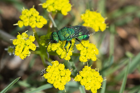 metallic green cuckoo wasp and a little upside-down photobombing beetle near the bottom :) Geotagged,Spring,United States