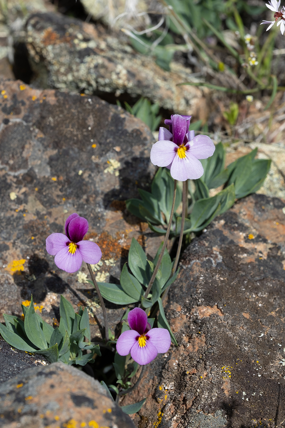 sagebrush violet  Geotagged,Sagebrush Violet,Spring,United States,Viola trinervata