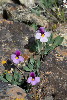 sagebrush violet  Geotagged,Sagebrush Violet,Spring,United States,Viola trinervata