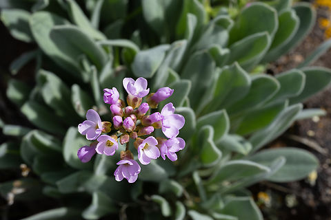 lemmon's rockcress  Arabis lemmonii,Geotagged,Spring,United States