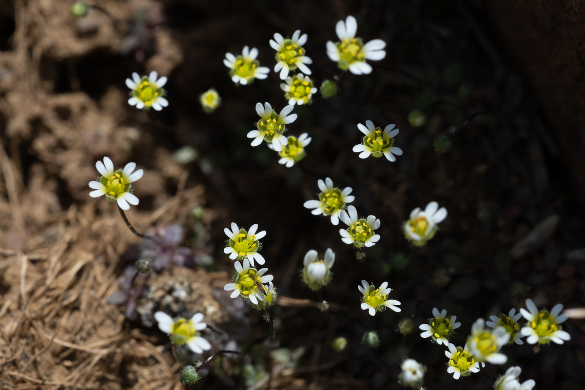 spring whitlow-grass introduced Draba verna,Geotagged,Spring,Spring draba,United States