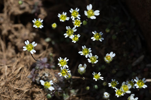 spring whitlow-grass introduced Draba verna,Geotagged,Spring,Spring draba,United States