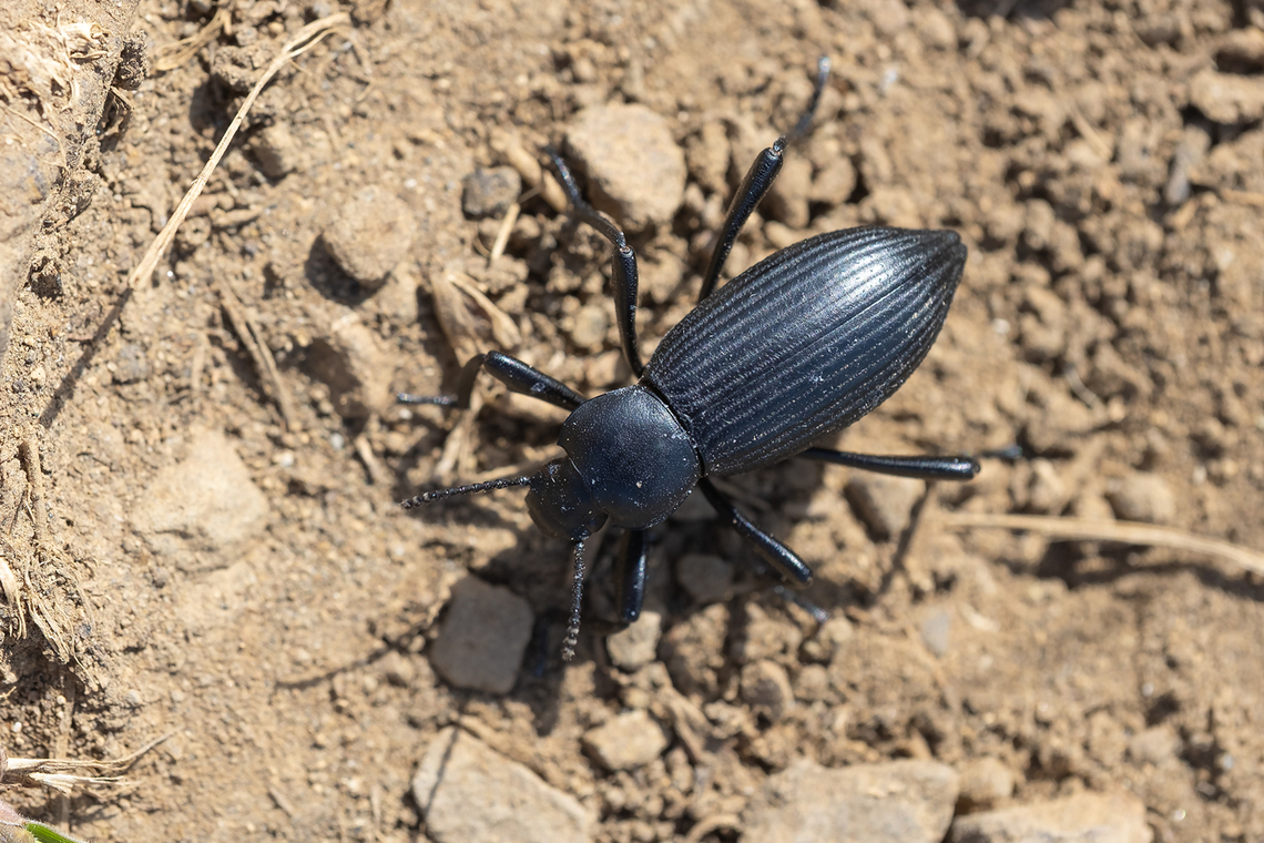 Eleodes hispilabris my bug book says that we only have two darkling beetles with grooved elytra in the PNW and hispilabris is the match Eleodes hispilabris,Geotagged,Spring,United States
