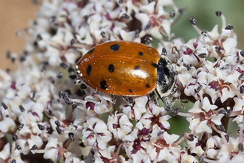 convergent ladybeetle  Convergent Ladybird,Geotagged,Hippodamia convergens,Spring,United States