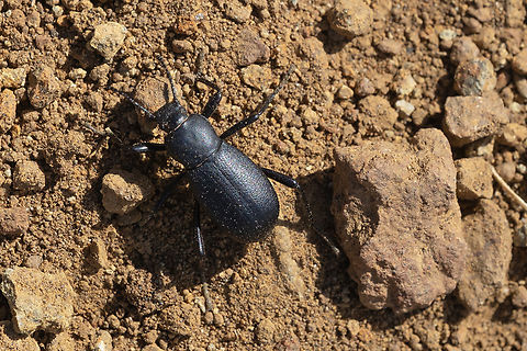 Coelocnemis punctata