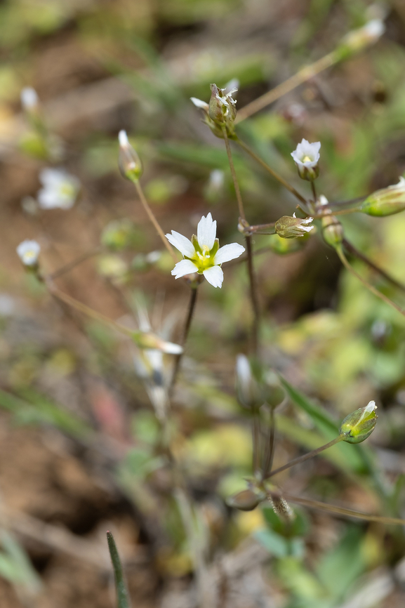 jagged chickweed introduced Geotagged,Holosteum umbellatum,Spring,United States