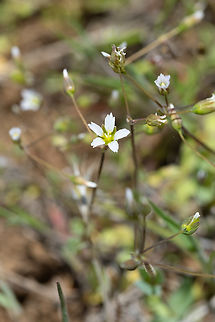 jagged chickweed introduced Geotagged,Holosteum umbellatum,Spring,United States