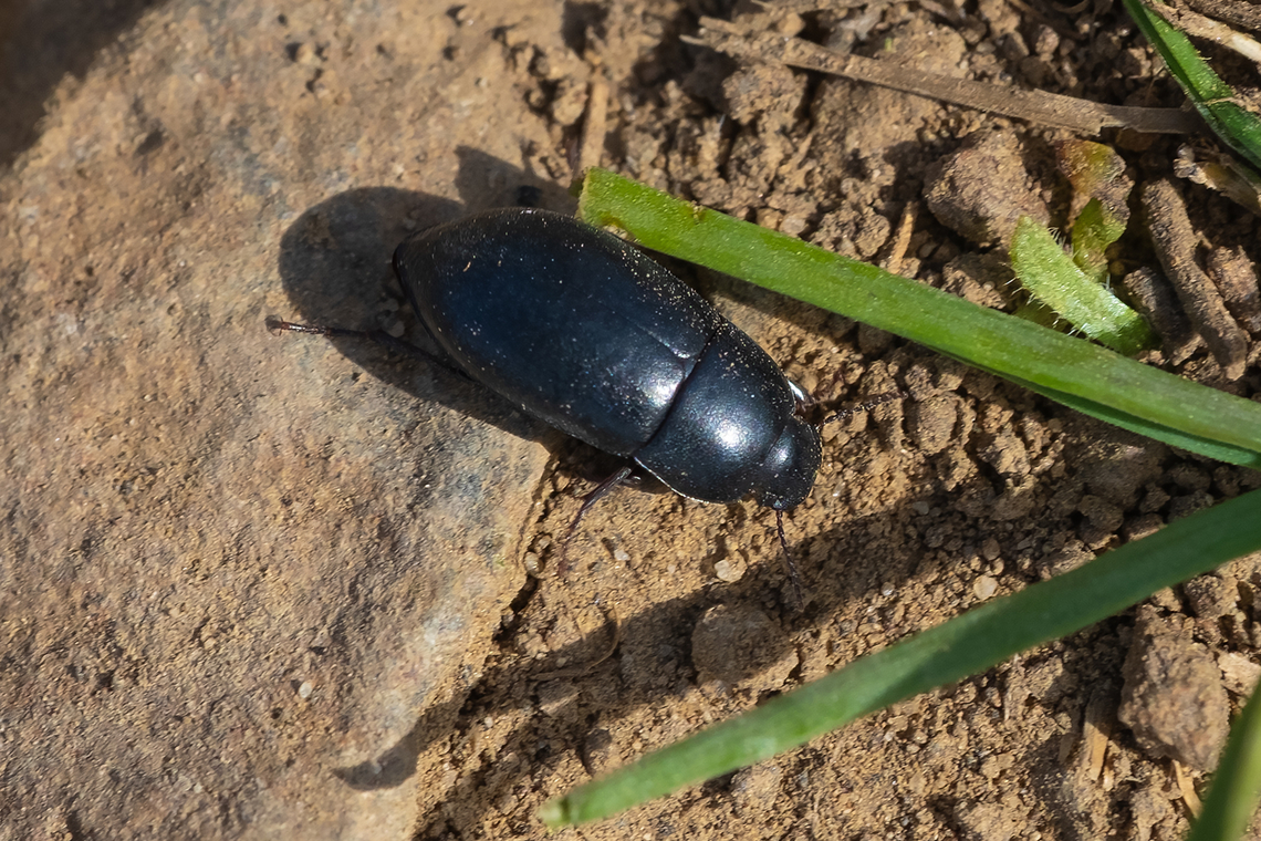 Coniontis sp. darkling beetle lots of species, few examples.. my book lists 6 that BugGuide doesn&#039;t have photos for Geotagged,Spring,United States