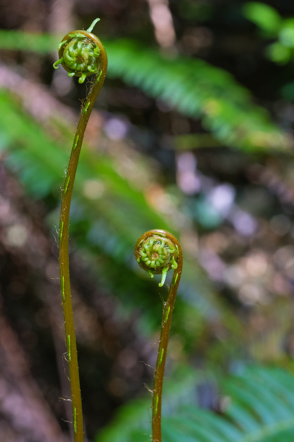 deer fern fiddleheads  Blechnum spicant,Deer fern,Geotagged,Spring,United States