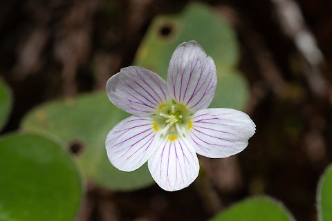 redwood sorrel  Geotagged,Oxalis oregana,Redwood Sorrel,Spring,United States